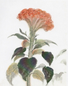 「けいとう」　遠藤洋子（2013/11無錫書画院）