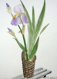 「アイリス」　F4　植木克彦