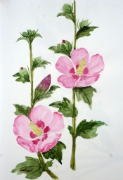 「木槿」　F4　植木克彦