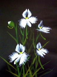 「鷺草」　F6　植木克彦