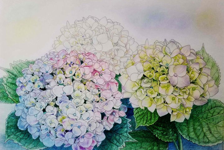 「あじさい」　色鉛筆画　F6　石倉孝博