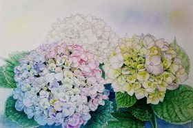 「あじさい」　色鉛筆画　F6　石倉孝博