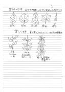 「”花の絵画展”を見て」花と葉の基礎知識