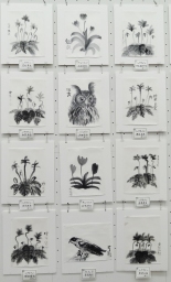 ↘ 展示2 ↘ 展示2