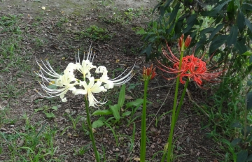 相模川自然の村風景自然の村