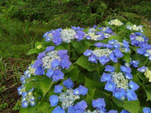 相模川自然公園