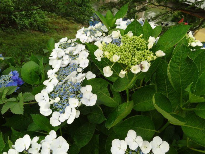 相模川自然公園